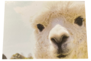 Picture of Card LAMA