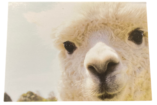 Picture of Card LAMA